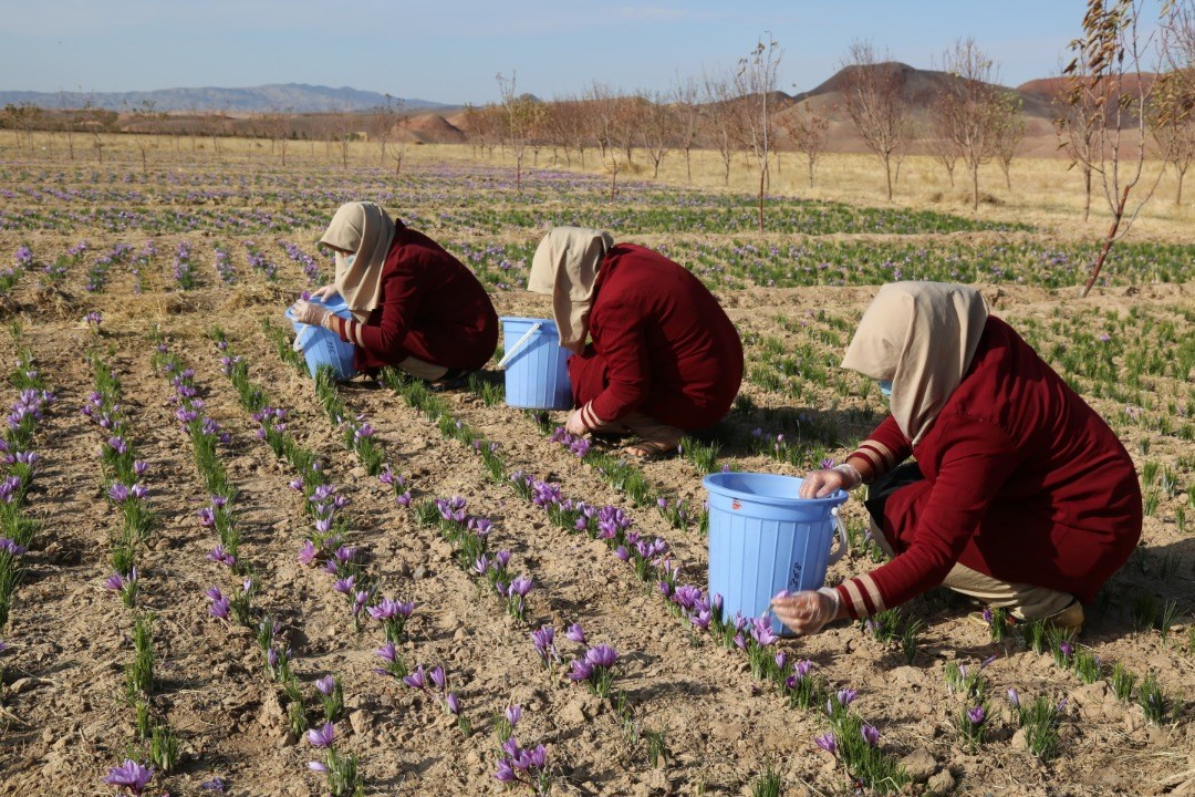 Saffron's flower harvesting in Herat province