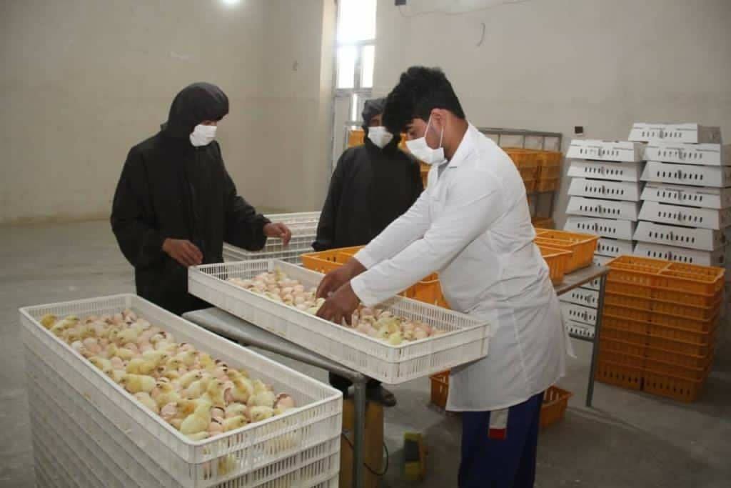 About 10.4 Million Chickens are produced annually in Balkh province