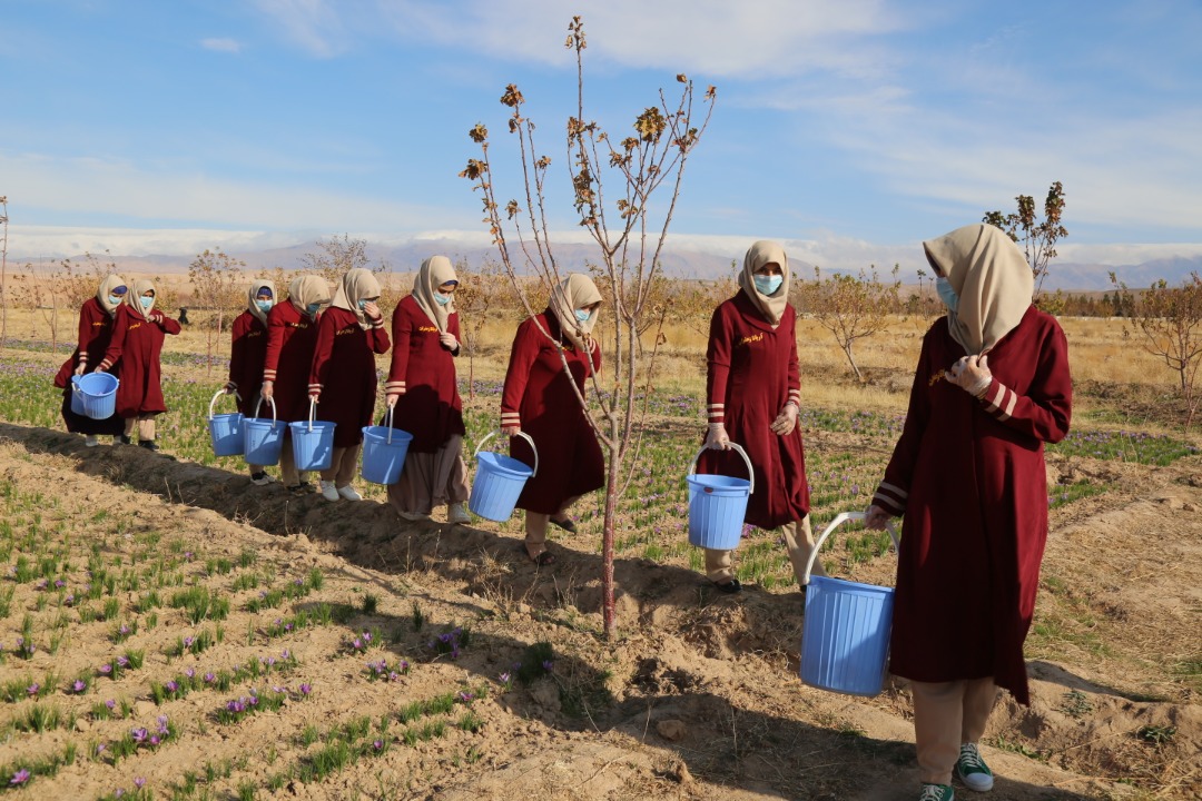 Saffron's flower harvesting in Herat province