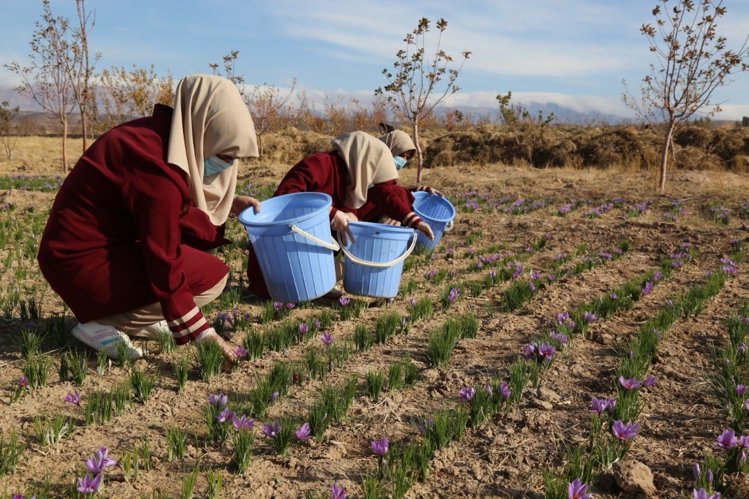 Saffron's flower harvesting in Herat province