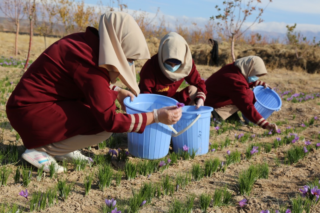 Saffron's flower harvesting in Herat province