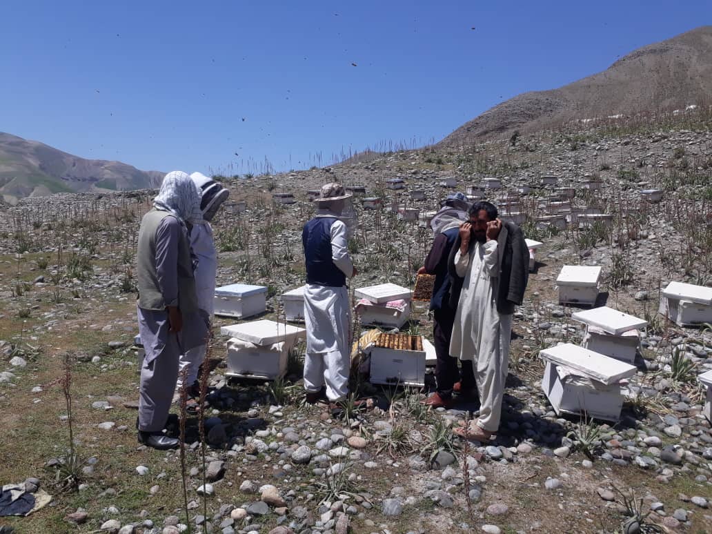 امسال در تخار ۸۰ تُن عسل تولید شده است ۲۲ قوس ۱۳۹۹ ریاست زراعت، آبیاری و مالداری ولایت تخار می‌گوید امسال زنبورداران در این ولایت ۸۰ تن عسل تولید کرده‌اند. مسوولان می‌افزایند در حال حاضر در حدود ۴۰۰ زنبوردار، که دارای نُه هزار کندو می‌باشند، در قالب هشت انجمن زنبورداری، فعالیت می‌کنند. در این اواخر دو هزار کندوی جدید نیز به شمار کندوها افزوده شده است. در این ولایت یک فابریکه‌ی پروسس عسل نیز فعالیت دارد که روزانه ظرفیت پروسس ۵۰۰ کیلو عسل را دارد.