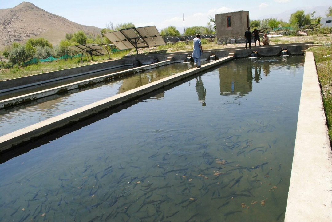 26 Farms grow Fish in Kapisa