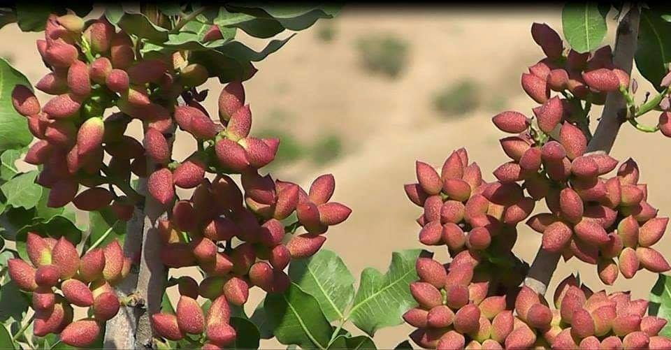 به روایت تصویر بادغیس، بیش‌ترین پسته‌زارها را دارد و بزرگ‌ترین تولیدکننده‌ی پسته در کشور است.