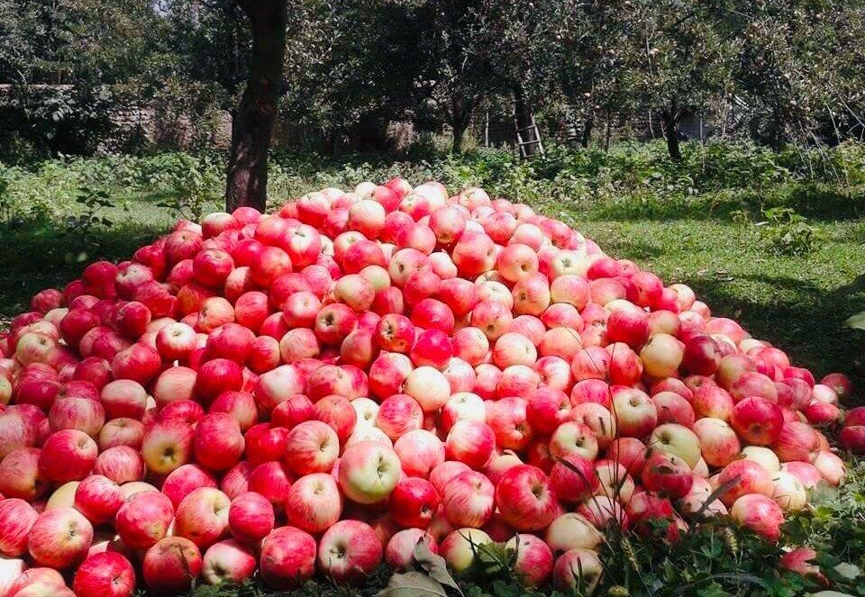 د میدان وردګو ولایت مڼې په انځورونو کې