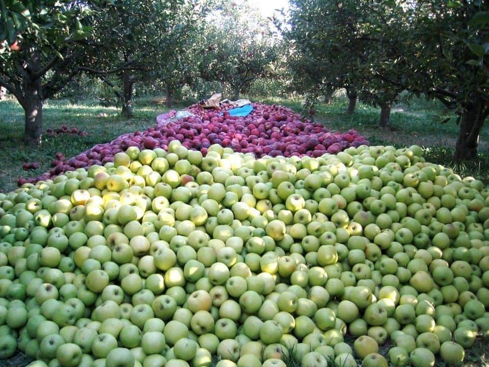 د میدان وردګو ولایت مڼې په انځورونو کې