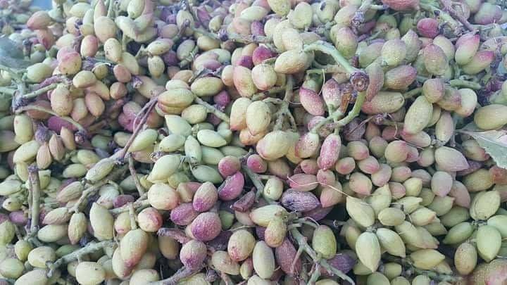 به روایت تصویر بادغیس، بیش‌ترین پسته‌زارها را دارد و بزرگ‌ترین تولیدکننده‌ی پسته در کشور است.