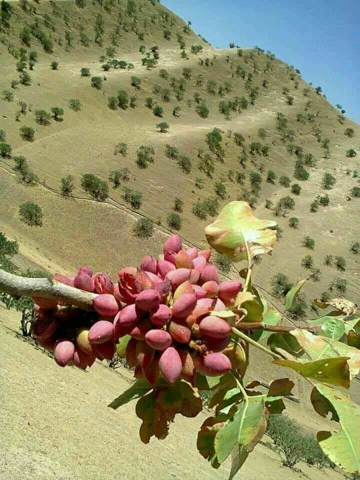 به روایت تصویر بادغیس، بیش‌ترین پسته‌زارها را دارد و بزرگ‌ترین تولیدکننده‌ی پسته در کشور است.