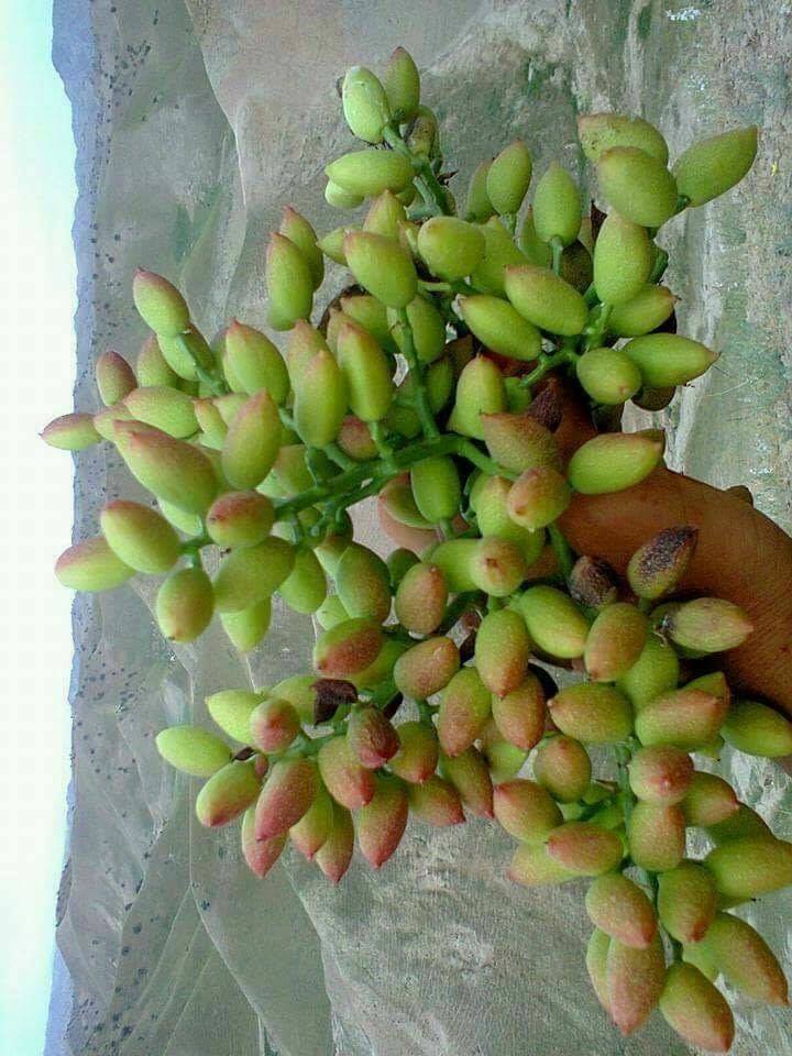 به روایت تصویر بادغیس، بیش‌ترین پسته‌زارها را دارد و بزرگ‌ترین تولیدکننده‌ی پسته در کشور است.