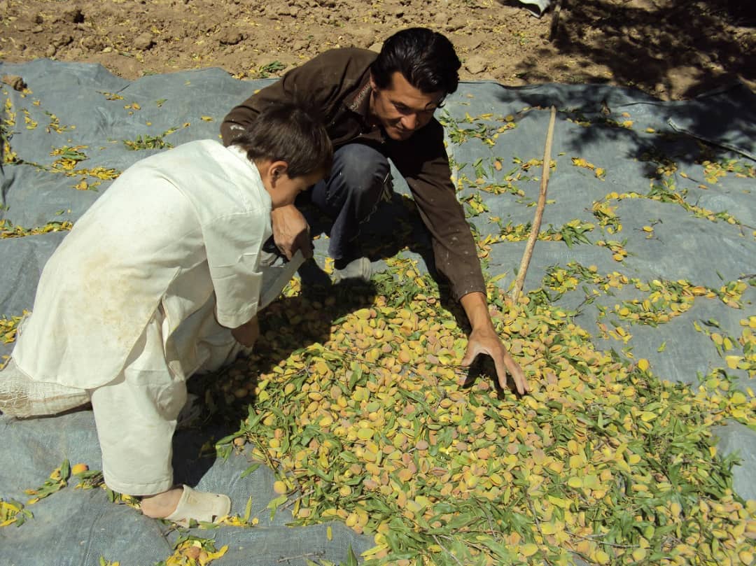 دایکندی با تولید ۲۴ نوع بادام، از بزرگ‌ترین تولیدکننده‌گان بادام به شمار می‌رود.