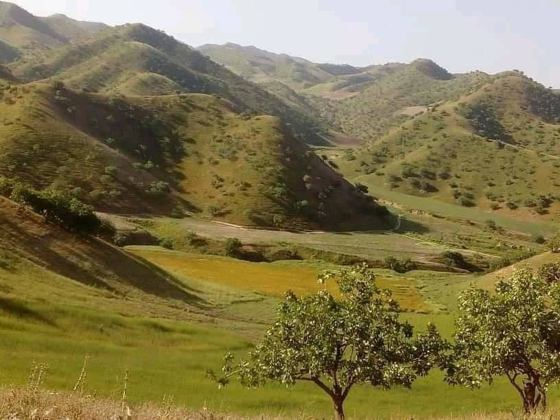 به روایت تصویر بادغیس، بیش‌ترین پسته‌زارها را دارد و بزرگ‌ترین تولیدکننده‌ی پسته در کشور است.