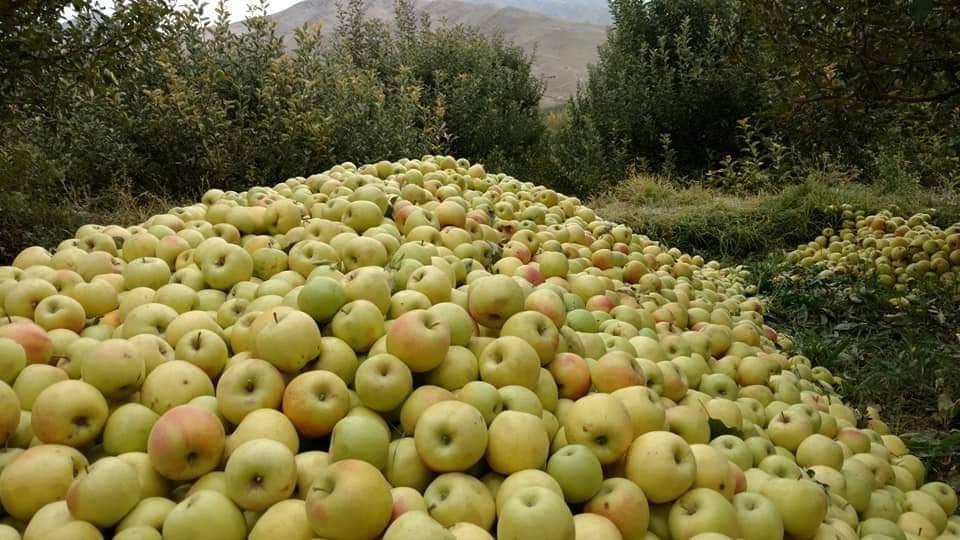 د میدان وردګو ولایت مڼې په انځورونو کې