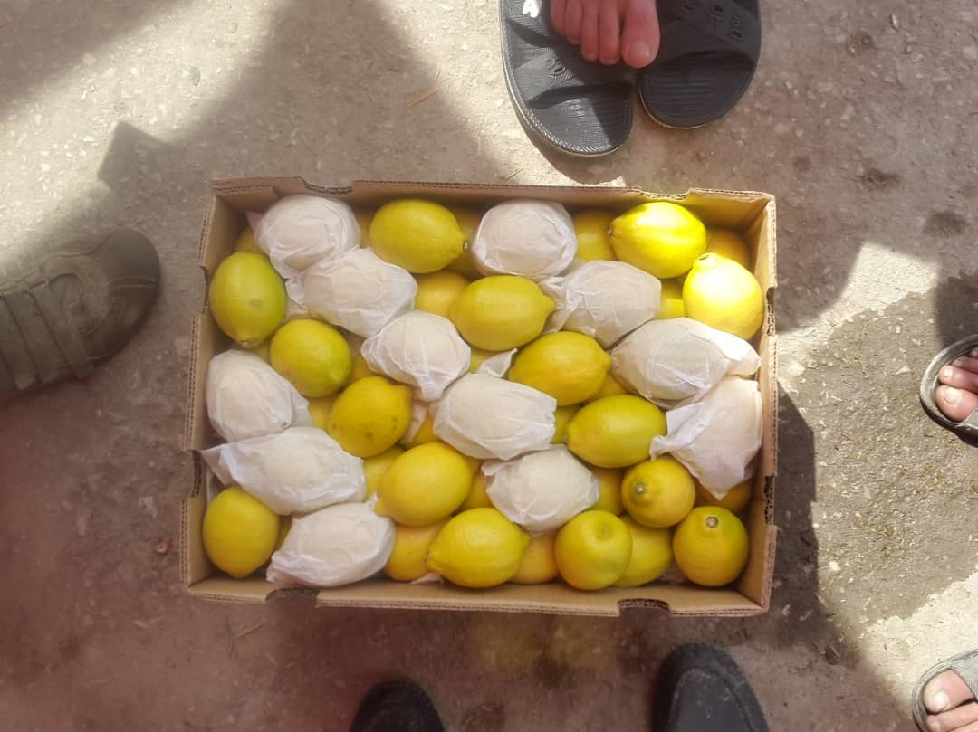 د ننګرهار په ولایت کې د لیمو ډېر بڼونه شته او خلک په خپلو کورونو او کروندو کې د لیمو ونې اېښي دي او يا دلیمو بڼونه یې جوړ کړي دي