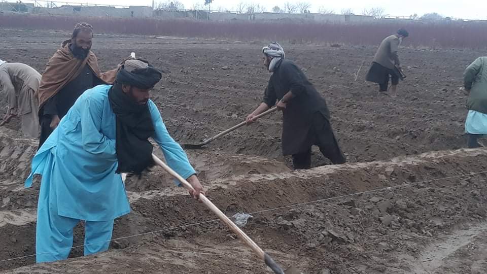 Growing of Fruitful and Decorative Saplings begins in Helmand