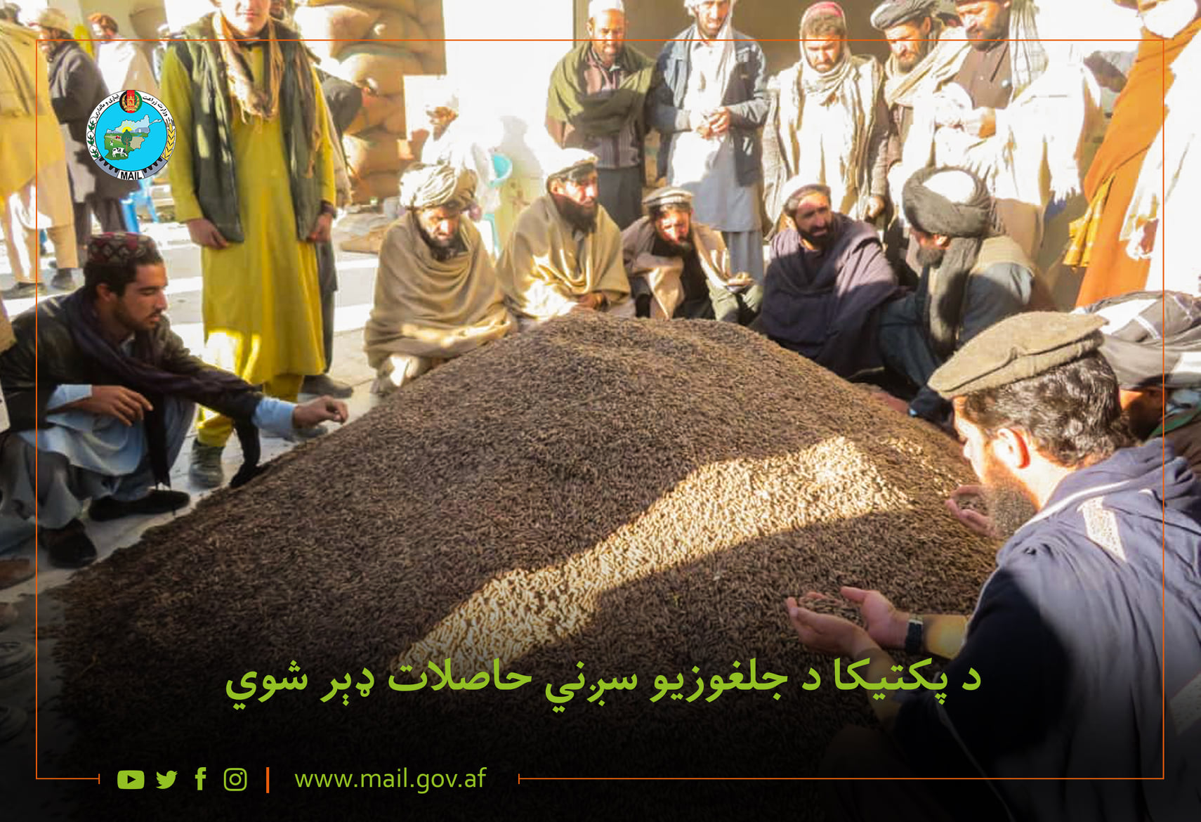 د پکتیکا د جلغوزیو سږني حاصلات ډېر شوي