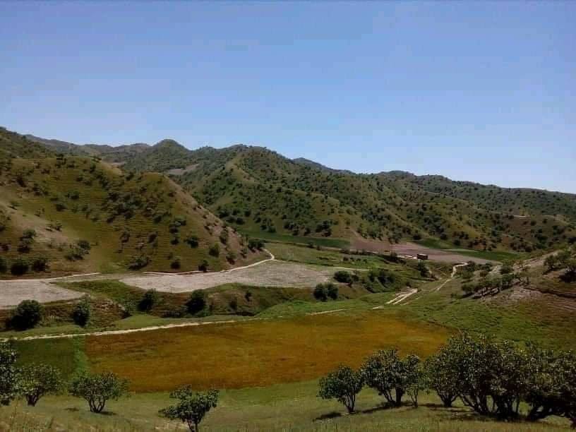 به روایت تصویر بادغیس، بیش‌ترین پسته‌زارها را دارد و بزرگ‌ترین تولیدکننده‌ی پسته در کشور است.