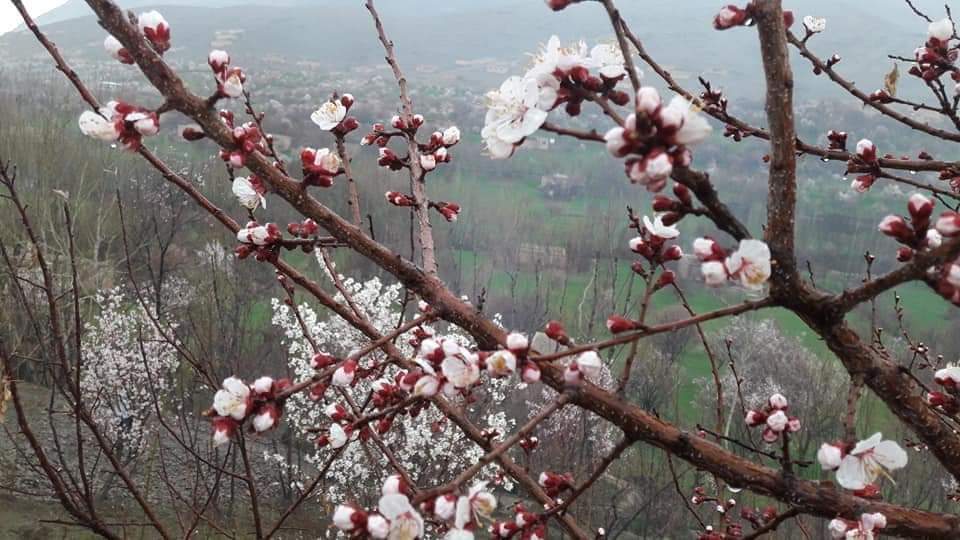 دایکندی با تولید ۲۴ نوع بادام، از بزرگ‌ترین تولیدکننده‌گان بادام به شمار می‌رود.