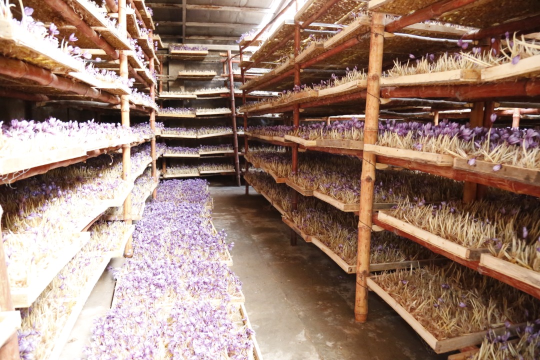 Saffron's Cultivation in Greenhouses of Herat