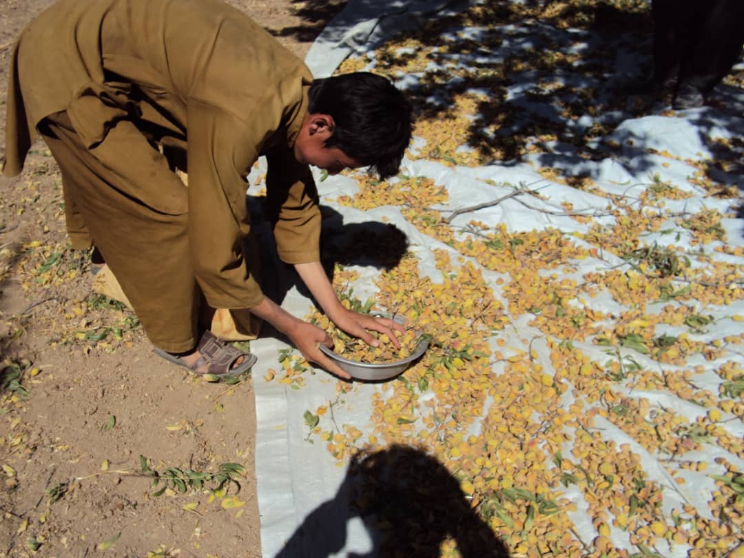دایکندی با تولید ۲۴ نوع بادام، از بزرگ‌ترین تولیدکننده‌گان بادام به شمار می‌رود.