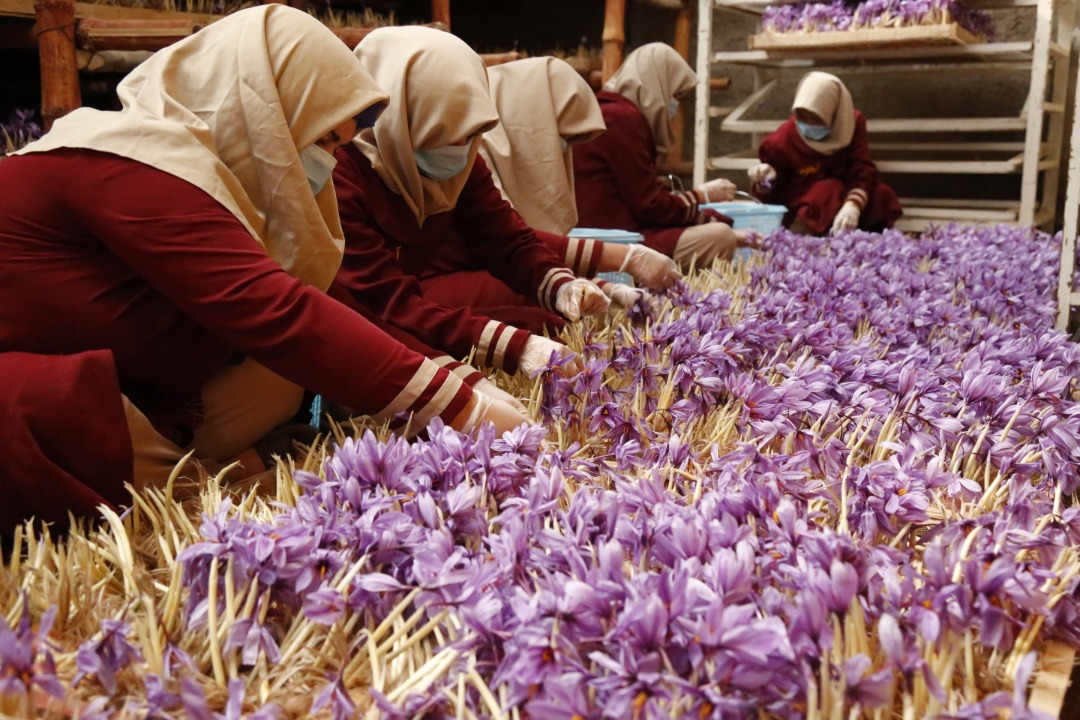 Saffron's Cultivation in Greenhouses of Herat