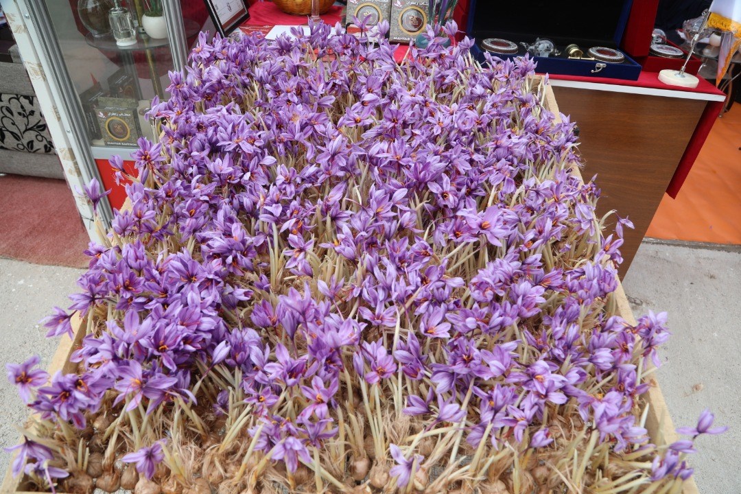 Saffron's Cultivation in Greenhouses of Herat