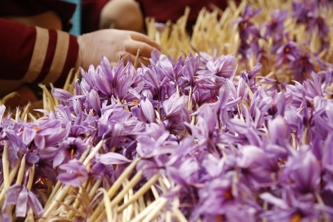 Saffron's Cultivation in Greenhouses of Herat