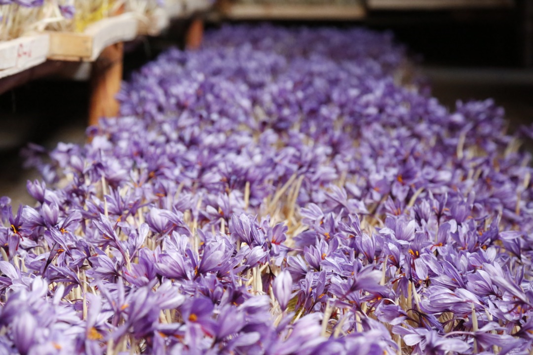 Saffron's Cultivation in Greenhouses of Herat