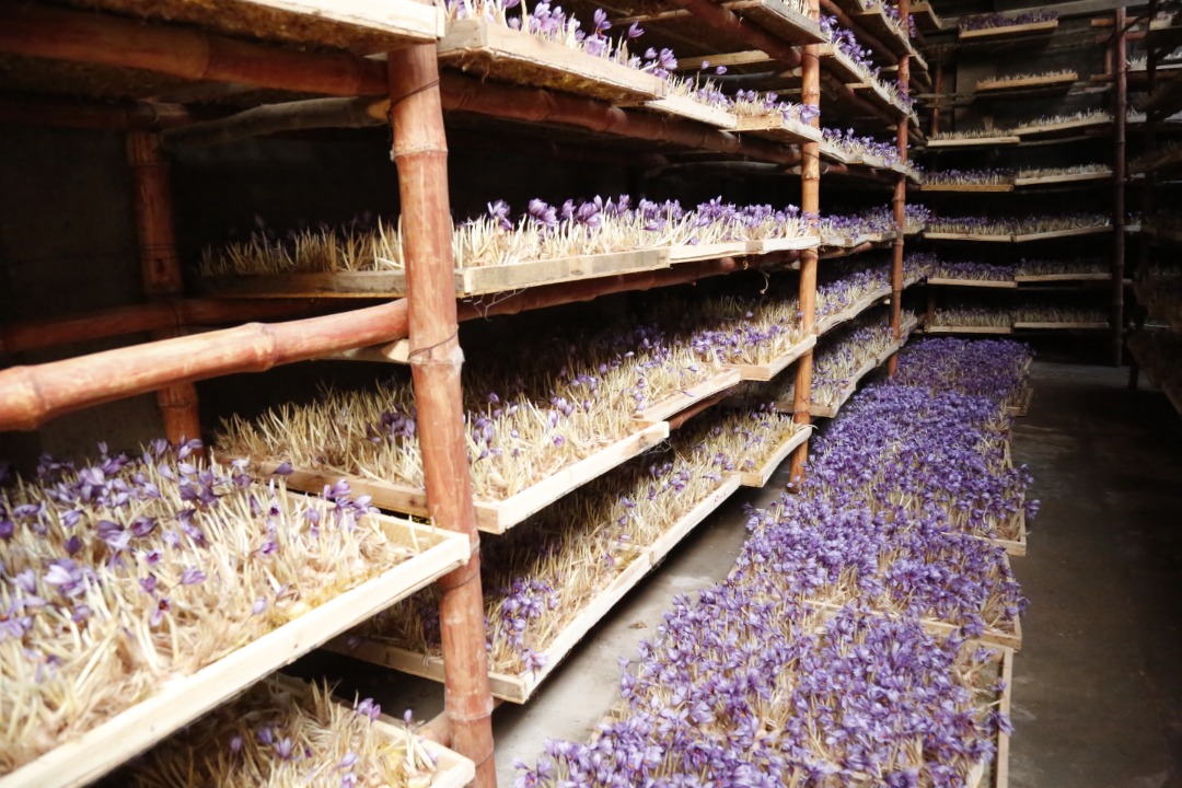 Saffron's Cultivation in Greenhouses of Herat