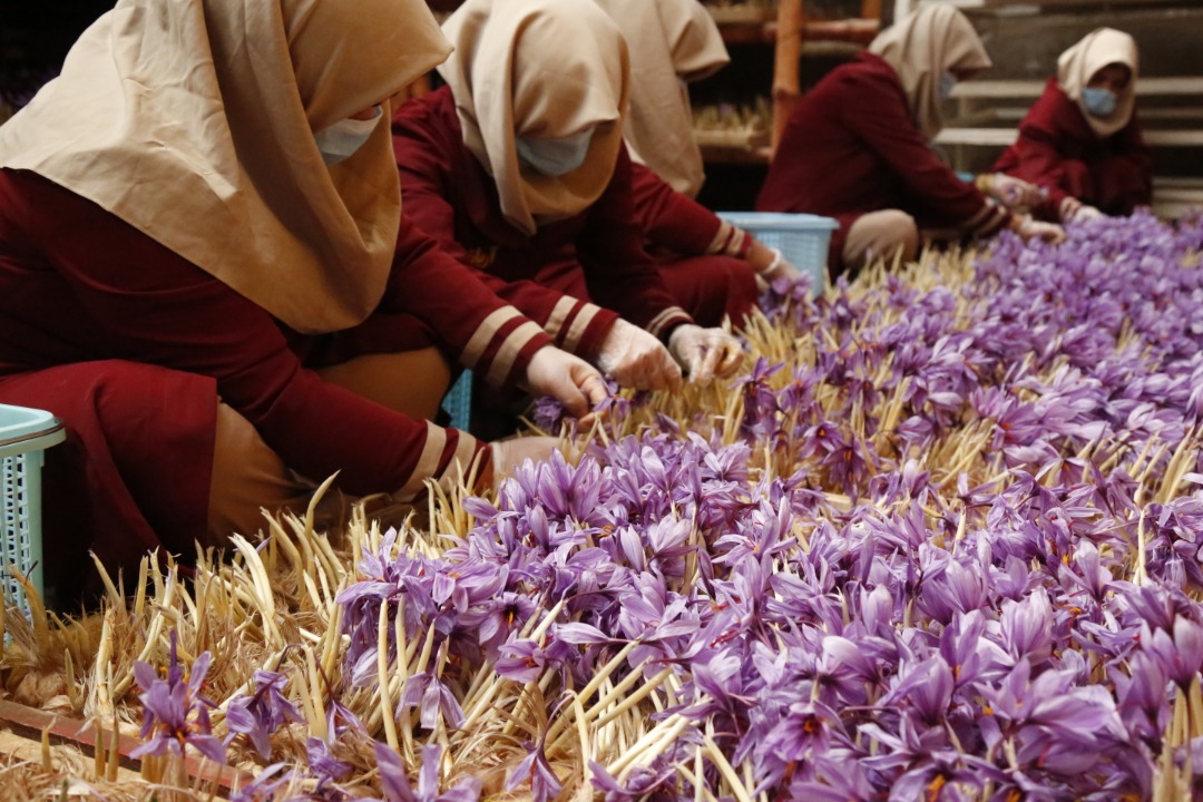 Saffron's Cultivation in Greenhouses of Herat