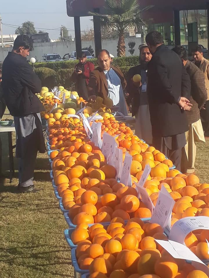 ننګرهار کې د سټروسو مېوو نندارتون: دا نندارتون د یوې ورځې لپاره، د ننګرهار د کرنې ریاست په انګړ کې په لاره اچول شوې ده.