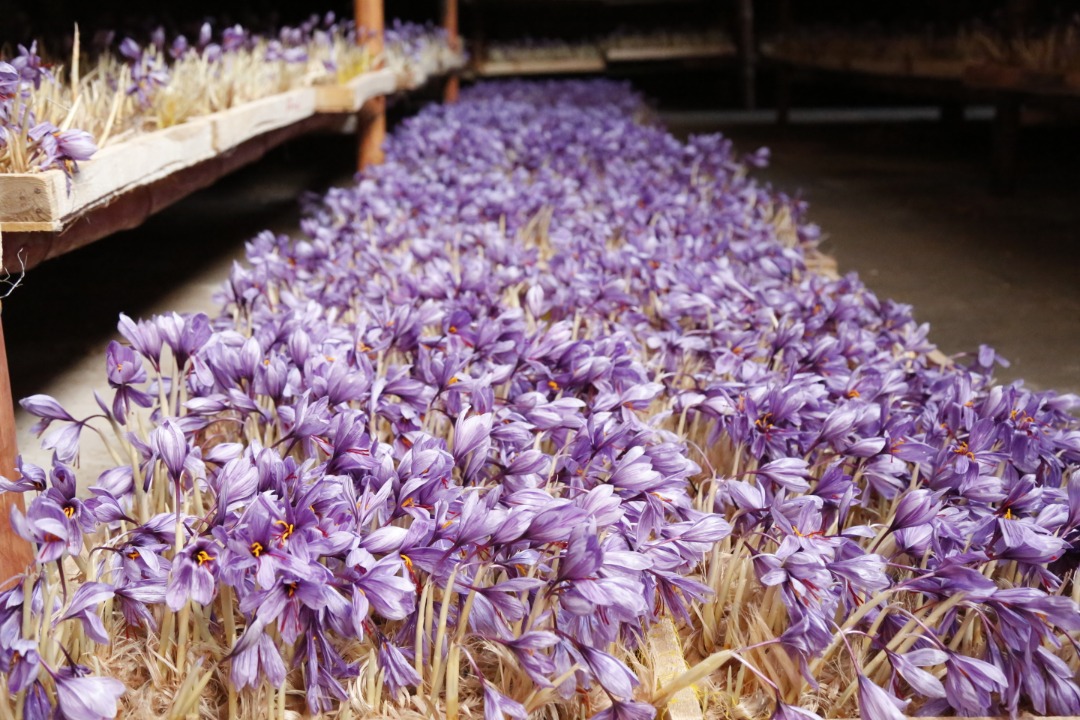 Saffron's Cultivation in Greenhouses of Herat