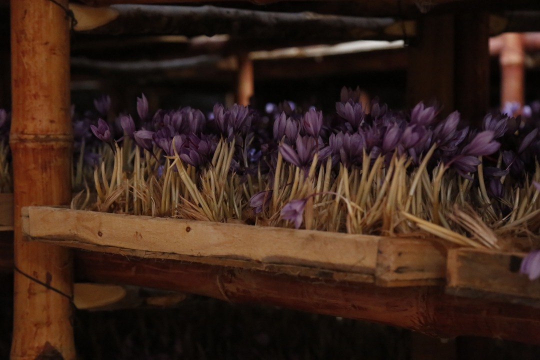 Saffron's Cultivation in Greenhouses of Herat