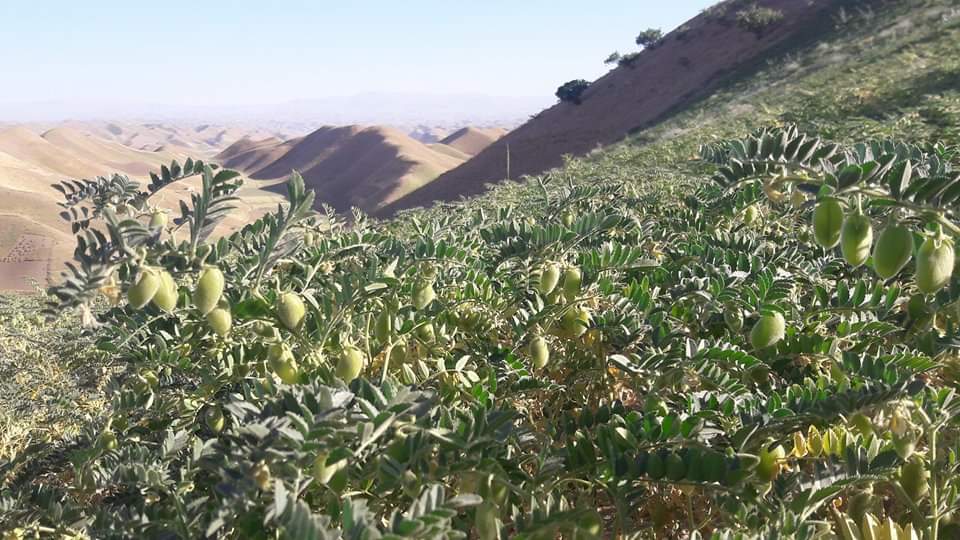 Chickpea Yields have been increased in Badghis