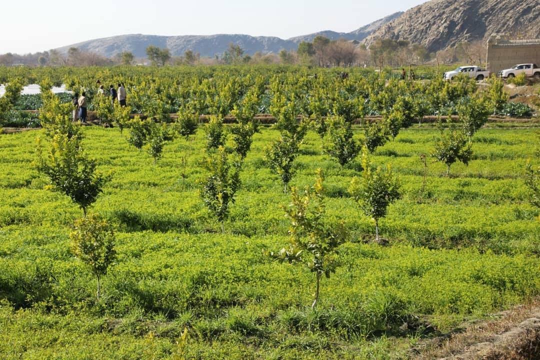 نمونهای از باغهای ساخته شده توسط پروژه انکشاف زنجیرهی ارزش باغداری وزارت زراعت در ننگرهار