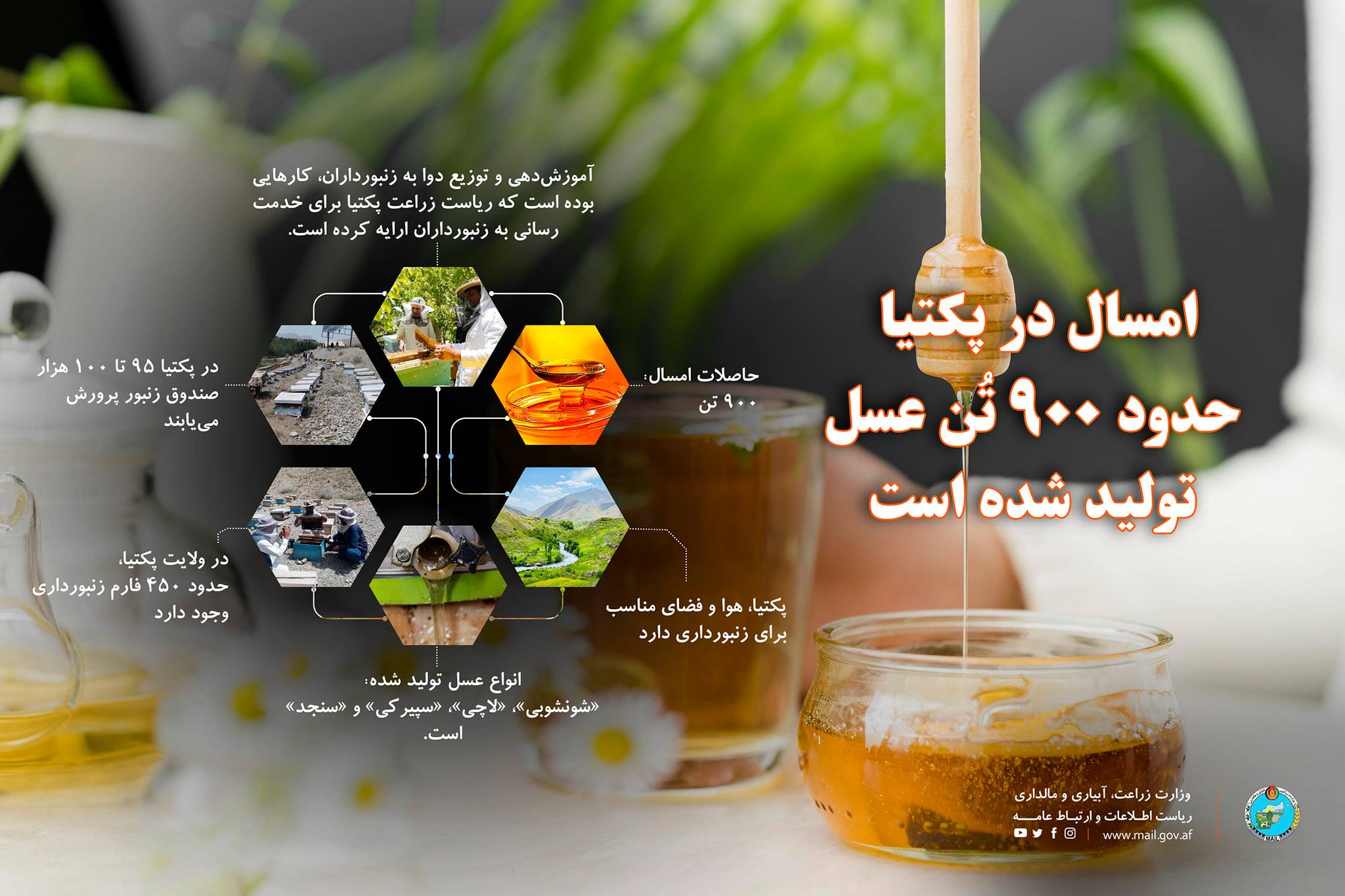 امسال در پکتیا  حدود ۹۰۰ تُن عسل  تولید شده است