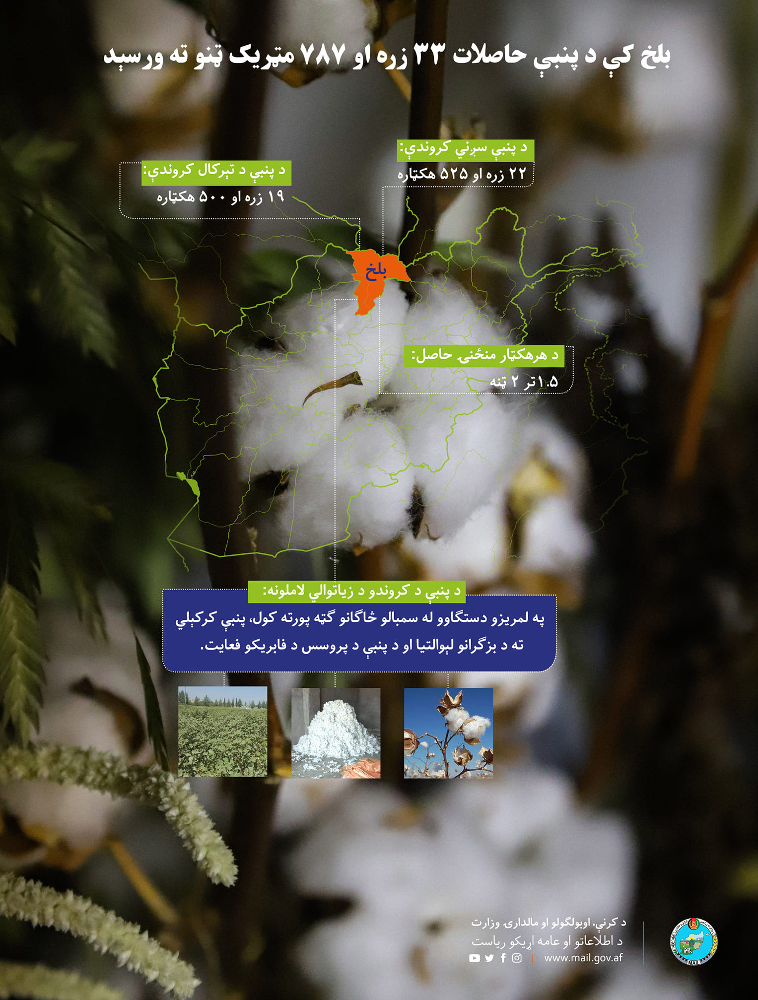 بلخ کې د پنبې حاصلات ۳۳ زره او ۷۸۷ مټریک ټنو ته ورسېد