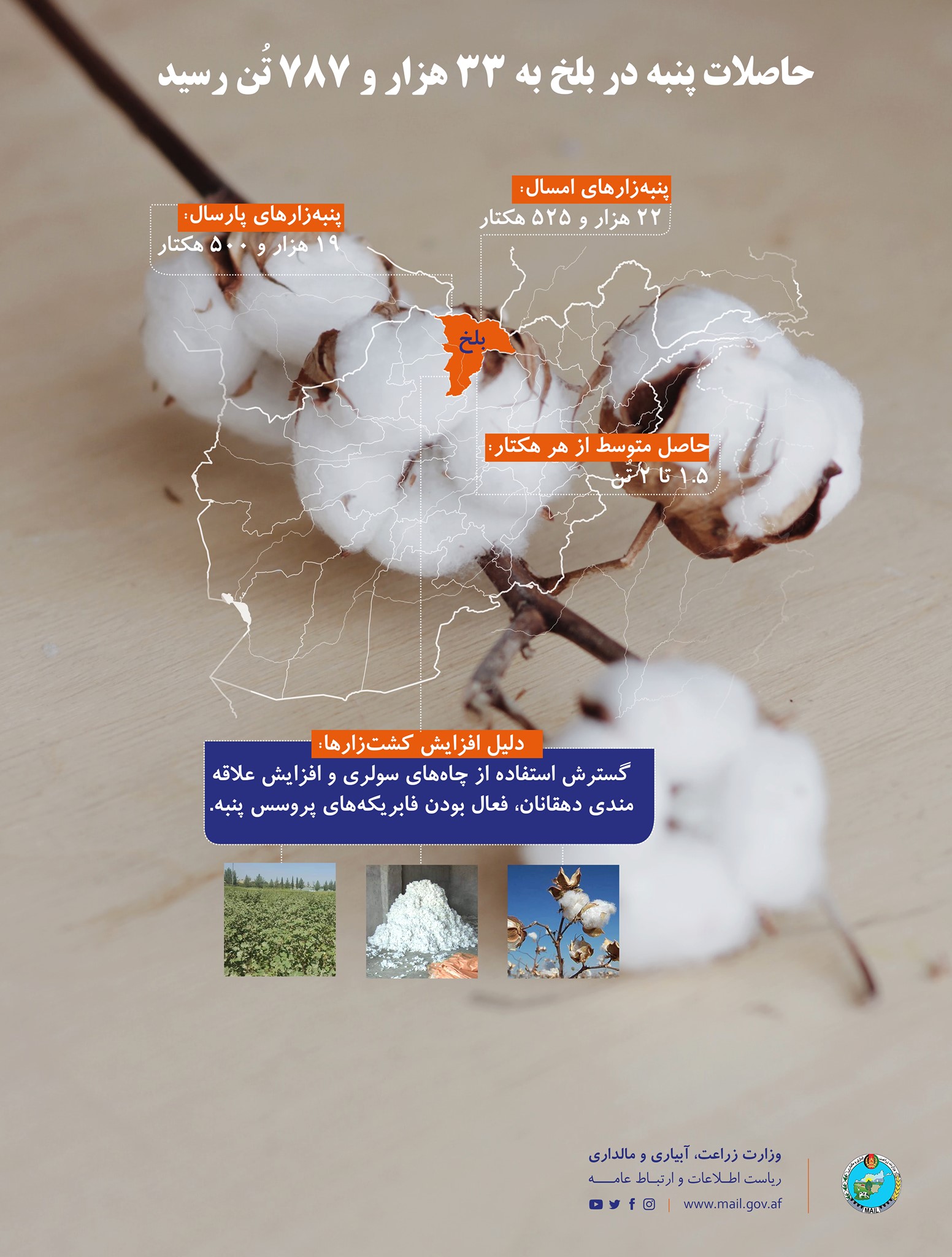 حاصلات پنبه در ولایت بلخ به ۳۳ هزار و ۷۸۷ تُن رسید