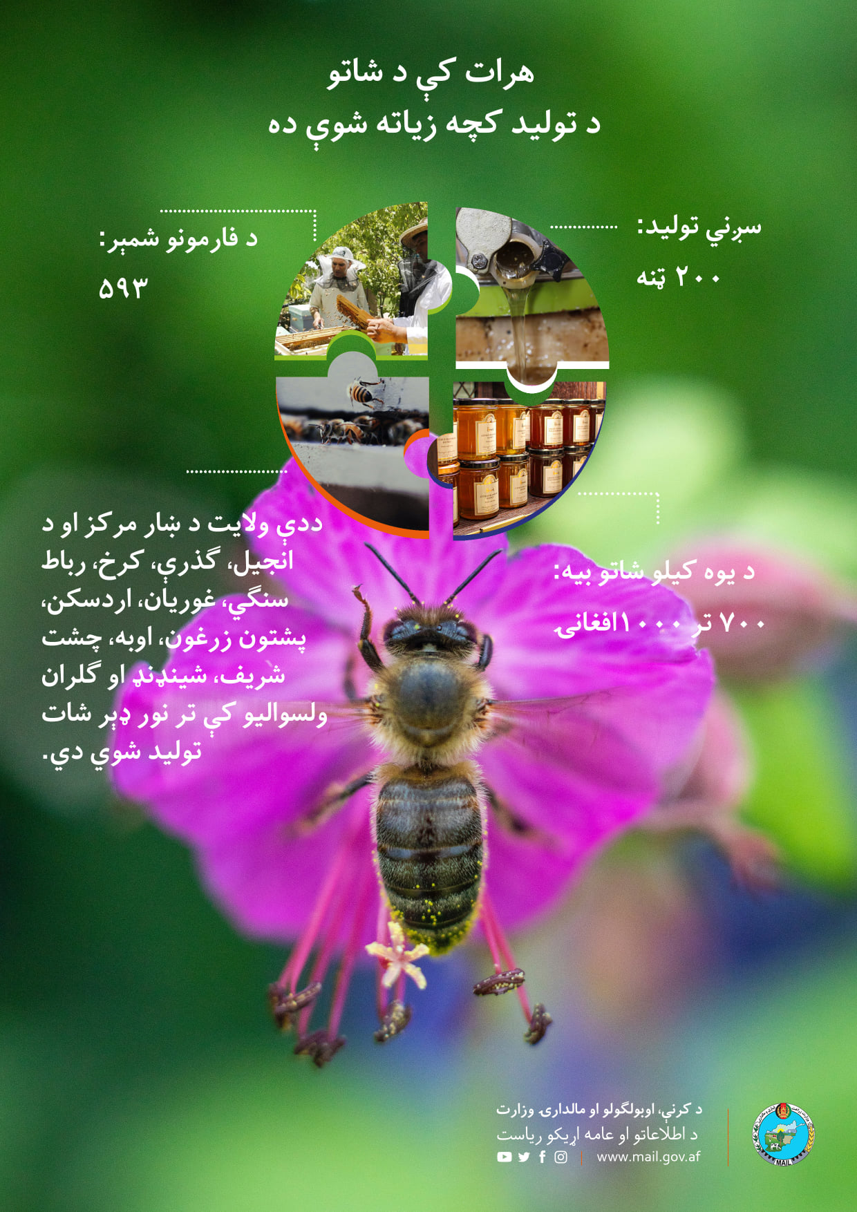 هرات کې د شاتو د تولید کچه زیاته شوې ده