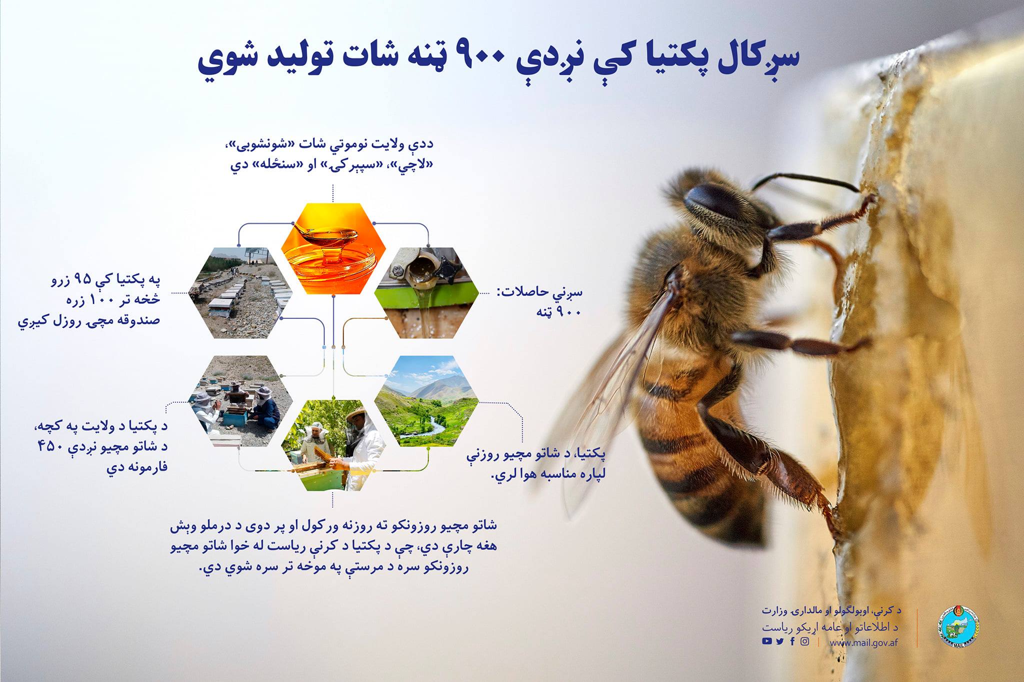 سږکال پکتیا کې نږدې ۹۰۰ ټنه شات تولید شوي