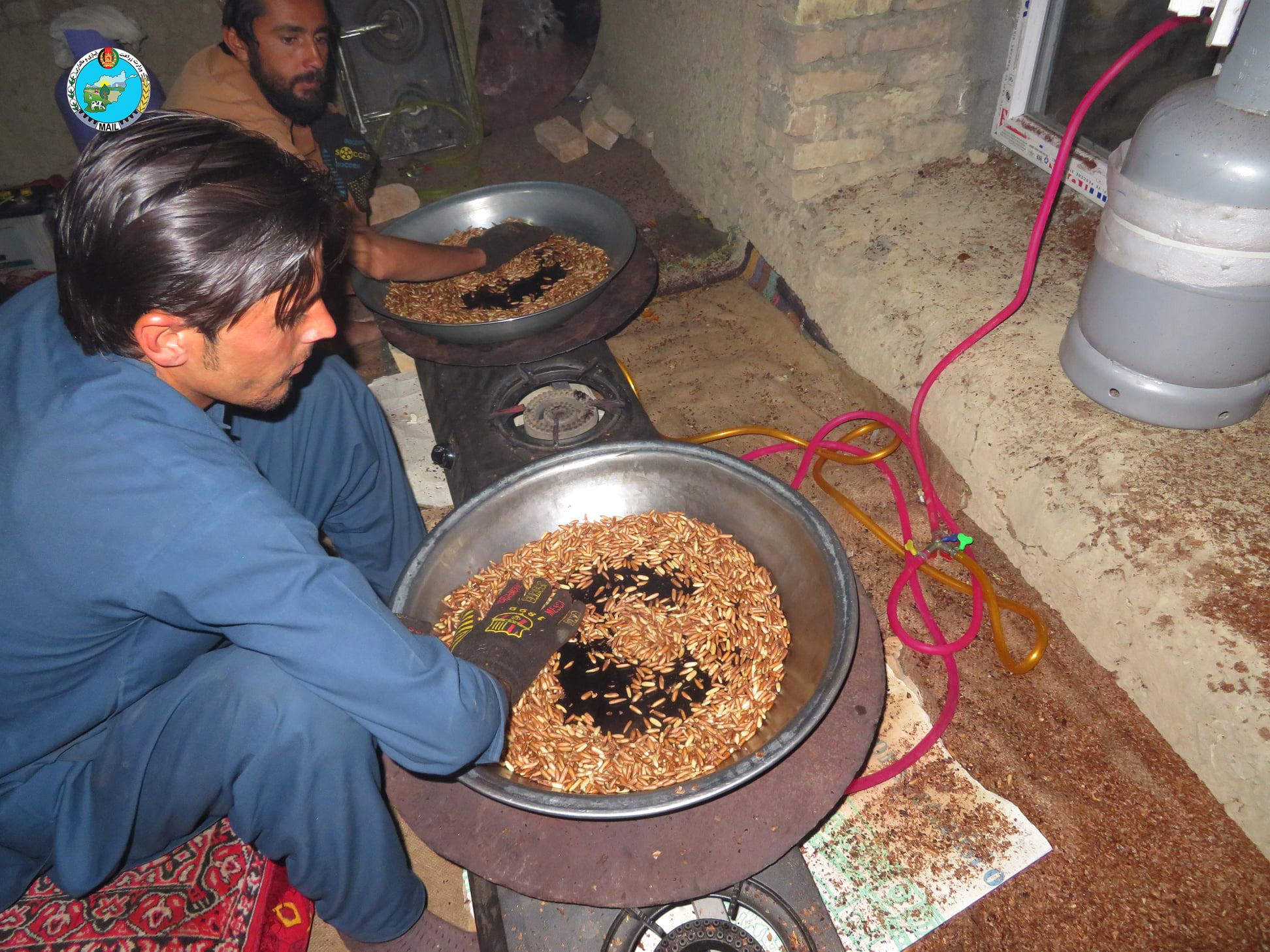 تصاویری از جلغوزه‌ی پکتیکا