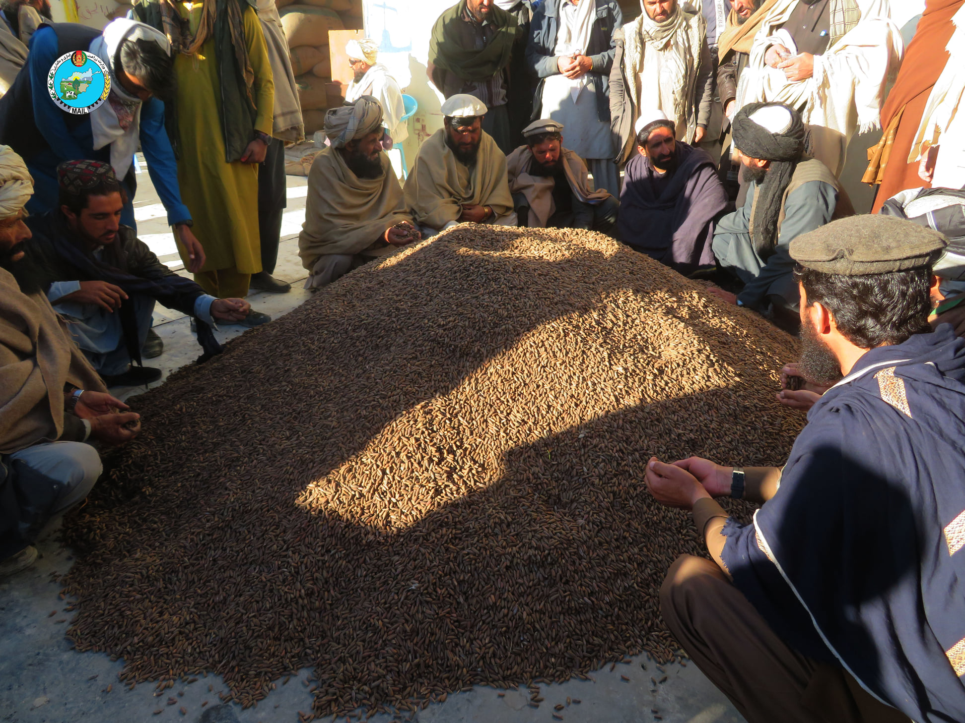 تصاویری از جلغوزه‌ی پکتیکا