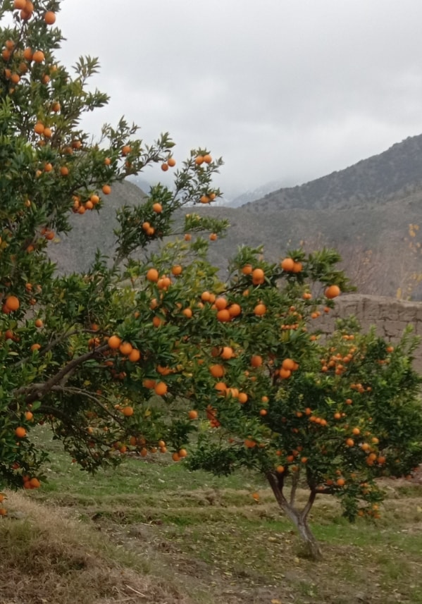 Photos of oranges of Kunar