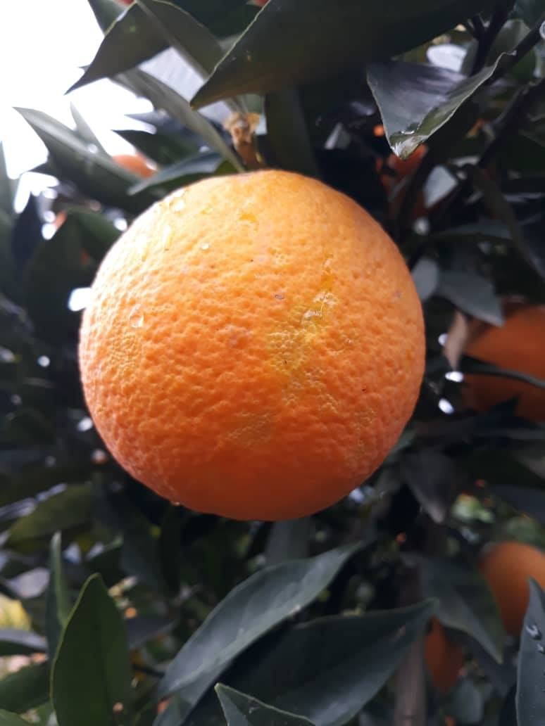 Photos of oranges of Kunar