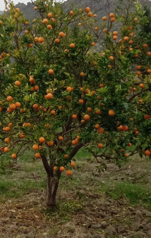 Photos of oranges of Kunar