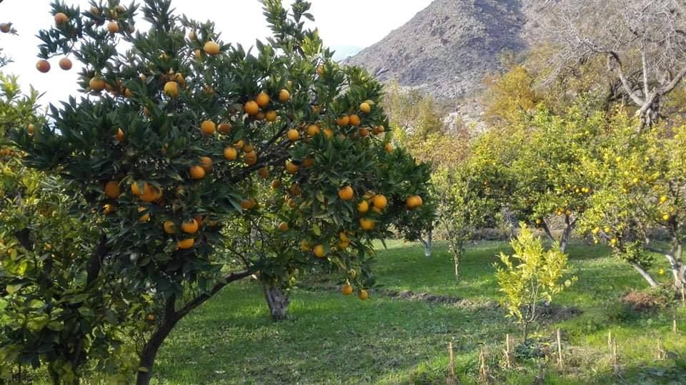 Photos of oranges of Kunar