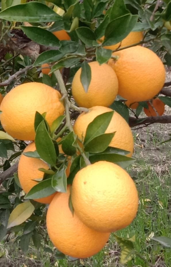 Photos of oranges of Kunar