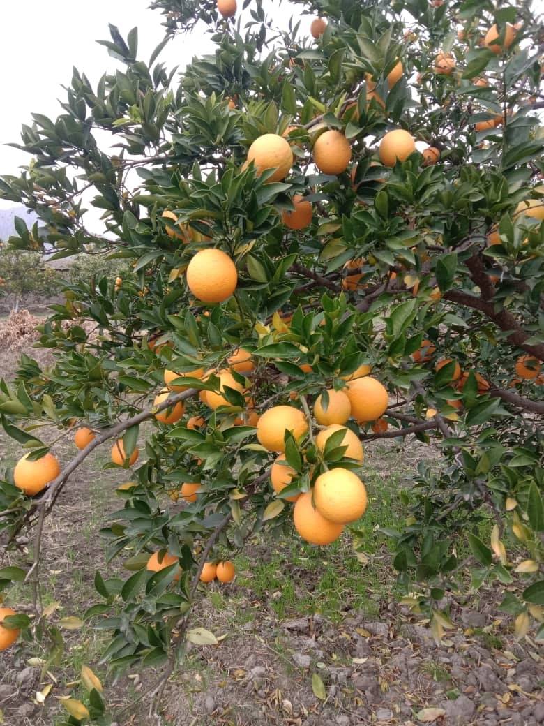 Photos of oranges of Kunar