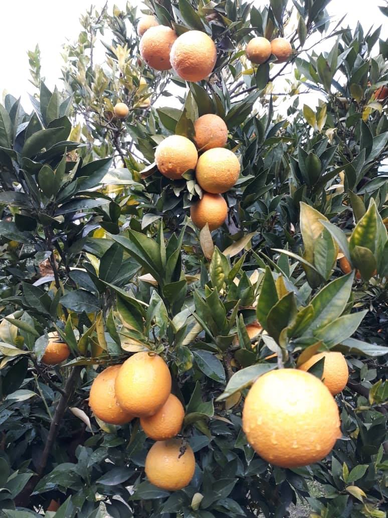 Photos of oranges of Kunar