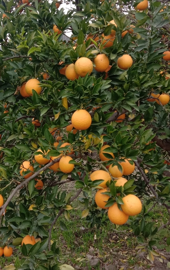 Photos of oranges of Kunar