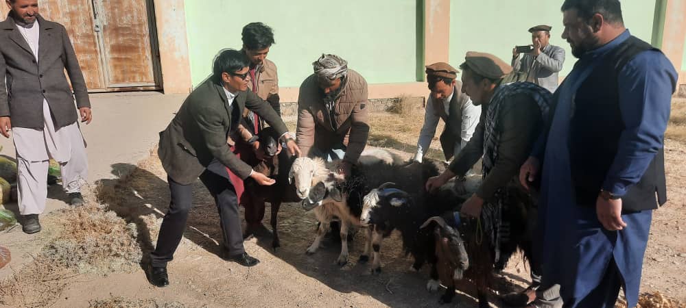 بیش از ۱۹۳ هزار حیوان خانگی در غور واکسین می‌شوند